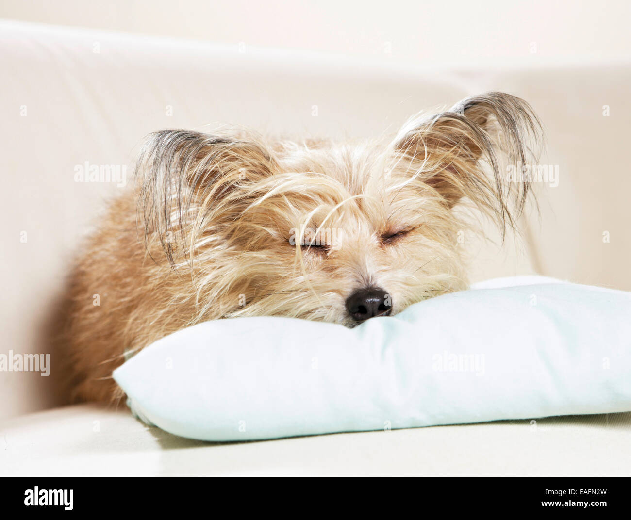 Chien de race mixte coussin couchage Allemagne Banque D'Images