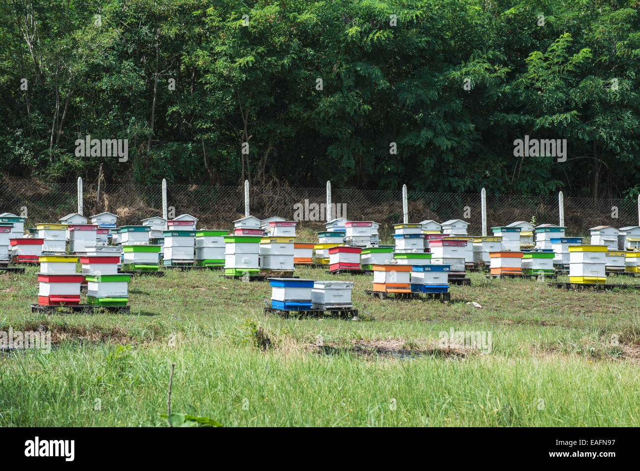 Dans les ruches de la ferme d'abeilles. Forêt d'acacias Banque D'Images