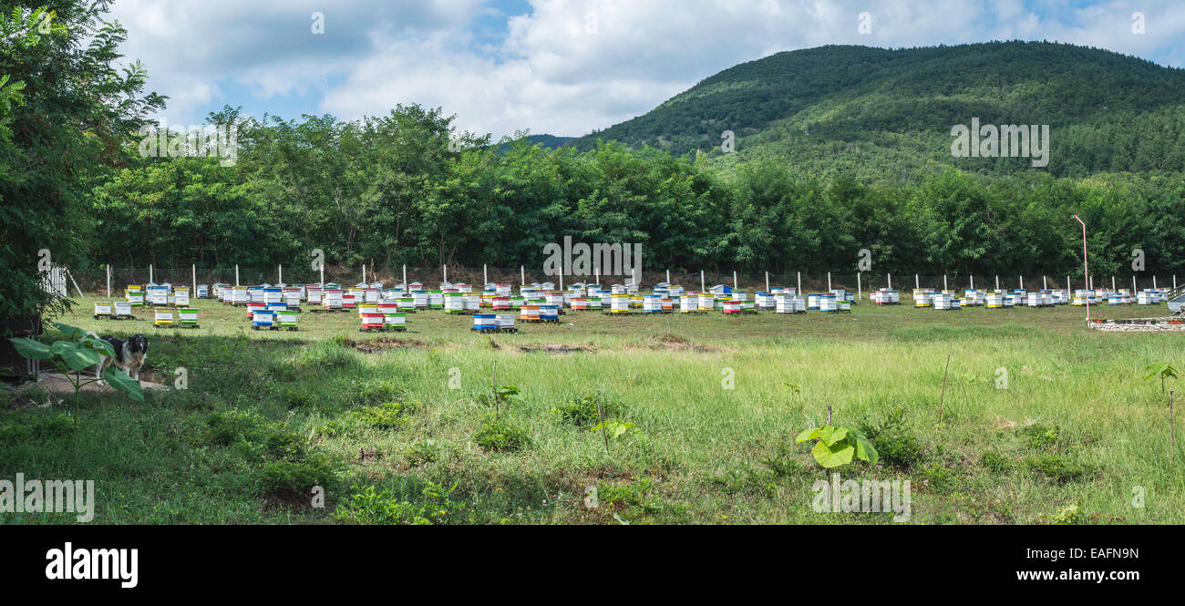 Dans les ruches de la ferme d'abeilles. Forêt d'acacias Banque D'Images
