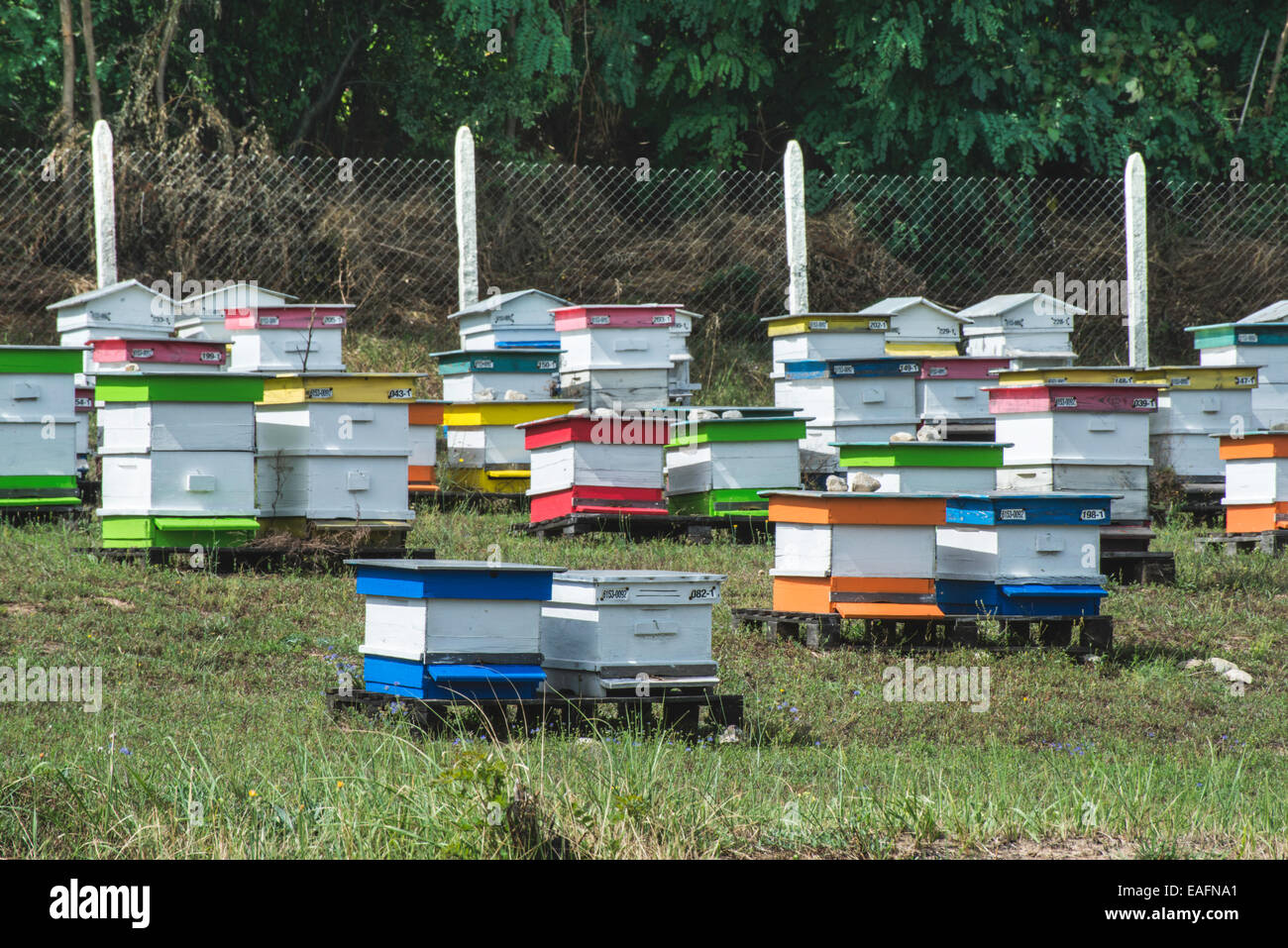 Dans les ruches de la ferme d'abeilles. Forêt d'acacias Banque D'Images