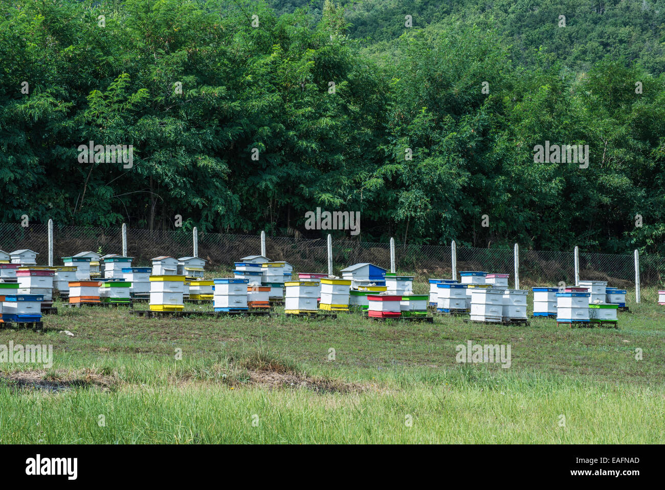 Dans les ruches de la ferme d'abeilles. Forêt d'acacias Banque D'Images
