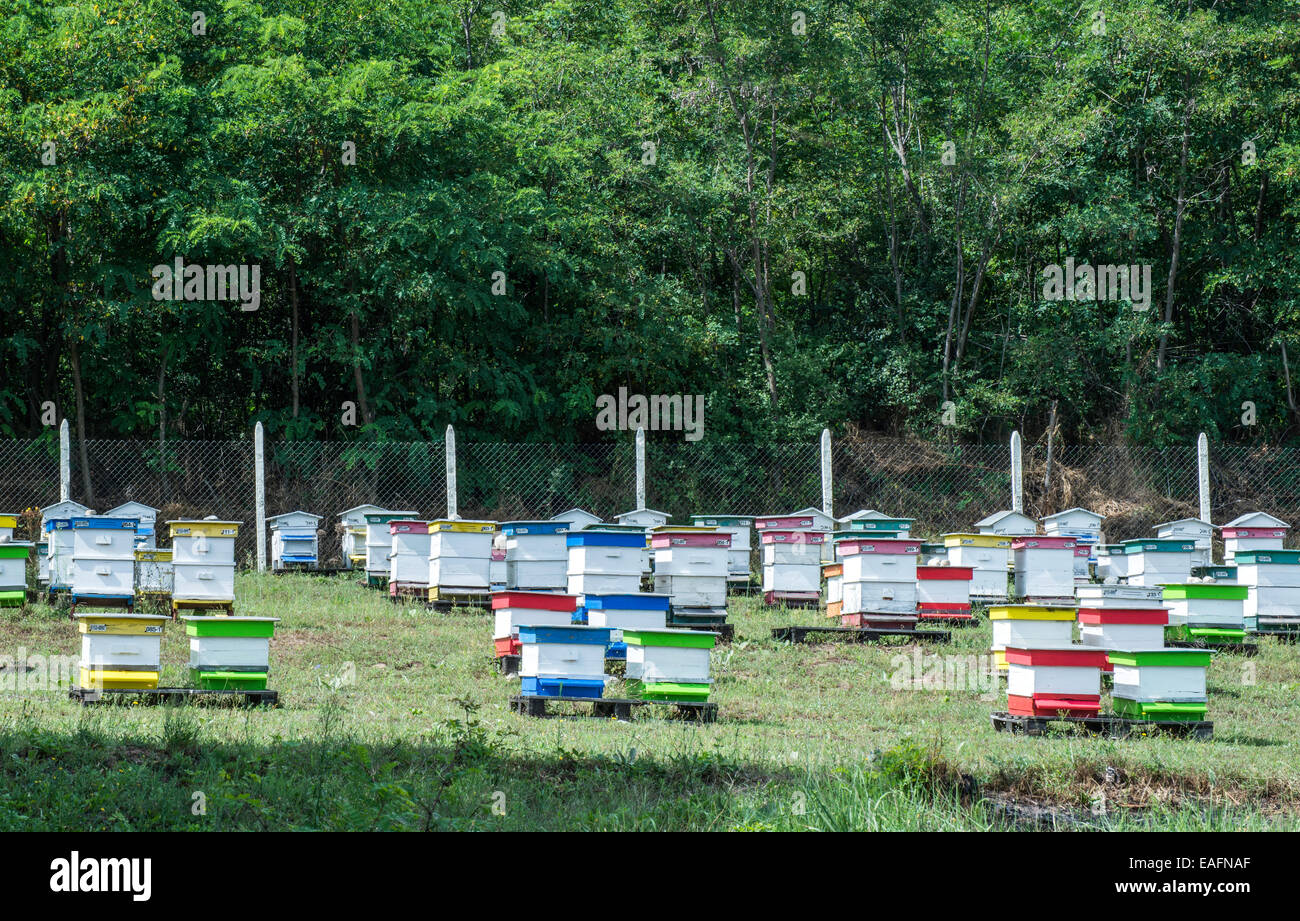 Dans les ruches de la ferme d'abeilles. Forêt d'acacias Banque D'Images