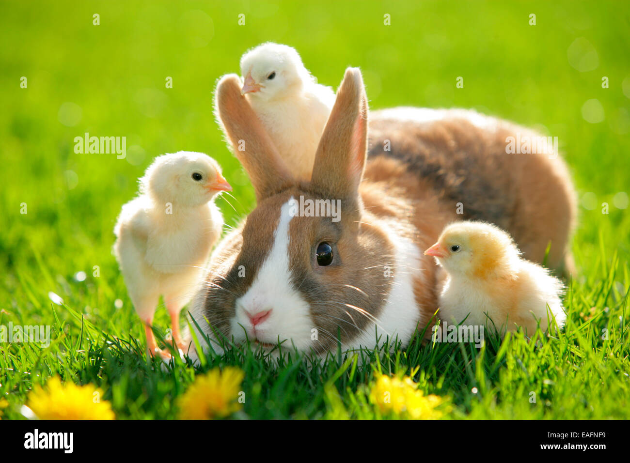 Lapin Nain Néerlandais poussins herbe adultes Allemagne Banque D'Images