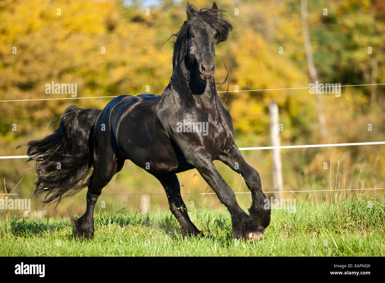 Cheval frison étalon noir prairie galopante Allemagne Banque D'Images
