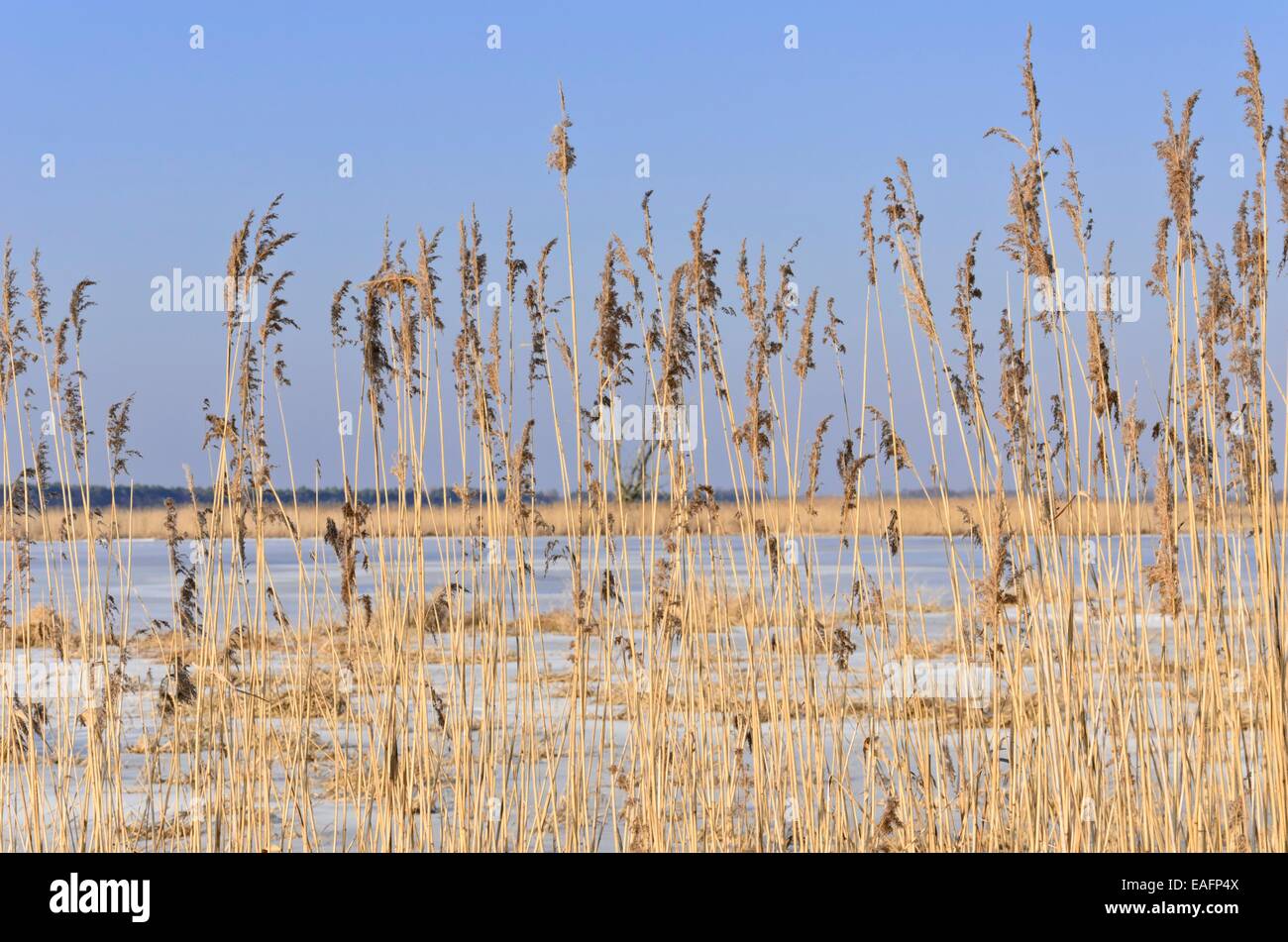 Roseau commun (phragmites australis) Banque D'Images