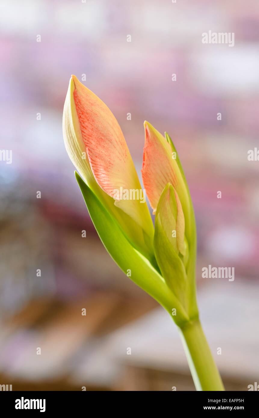 Amaryllis (hippeastrum) Banque D'Images