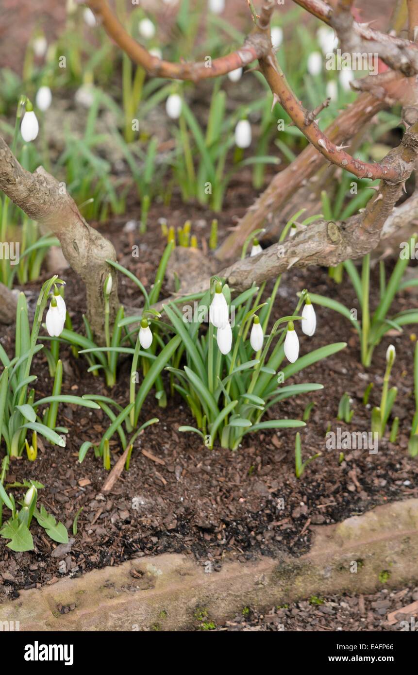 Snowdrop Galanthus nivalis (commune) Banque D'Images