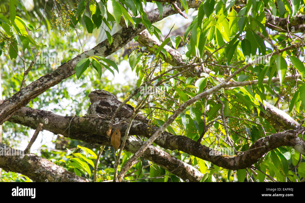 Une grille supérieure de papou (Podargus papuensis) sur son nid, Daintree, Queensland, Australie Banque D'Images