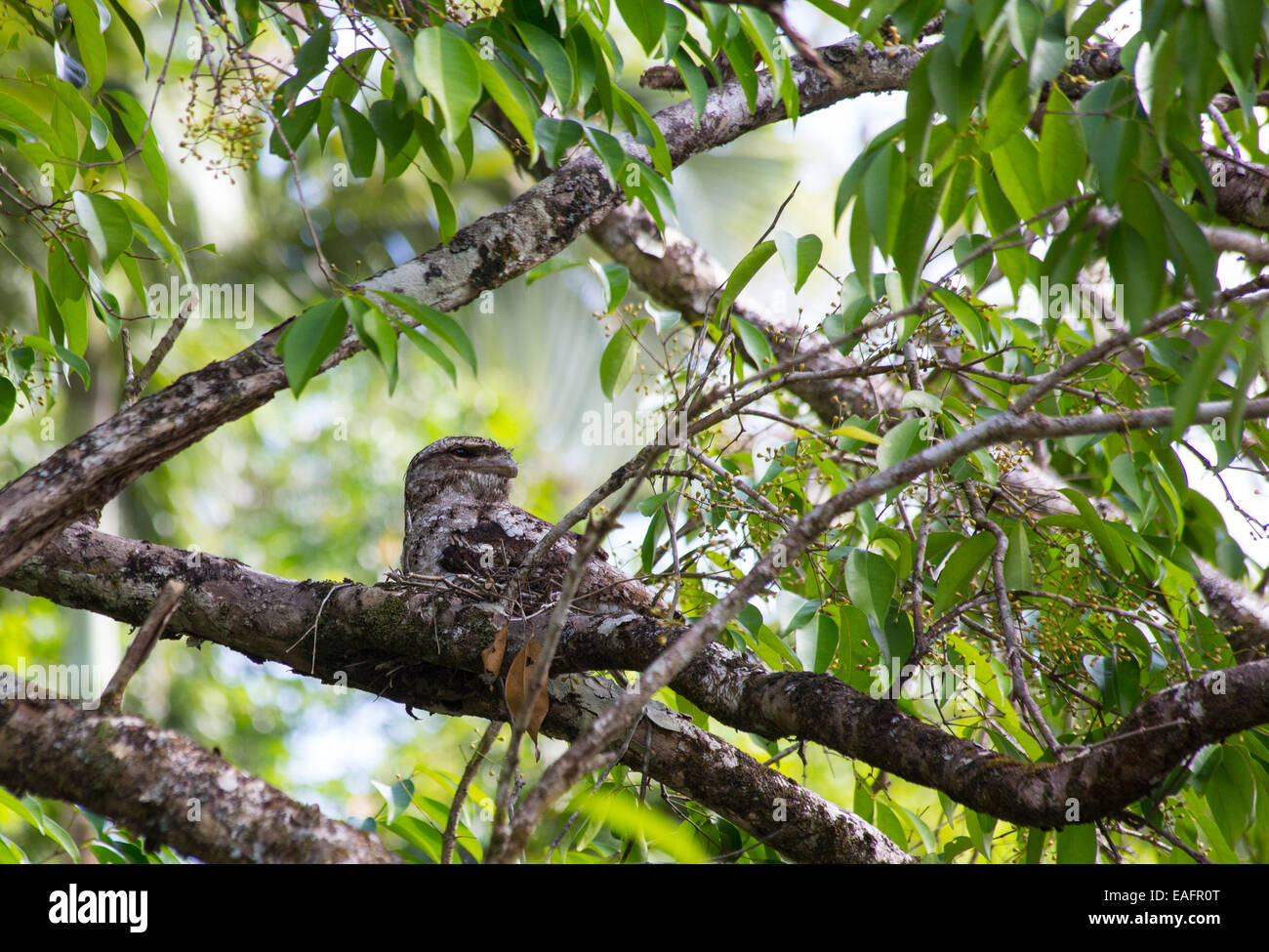 Une grille supérieure de papou (Podargus papuensis) sur son nid, Daintree, Queensland, Australie Banque D'Images