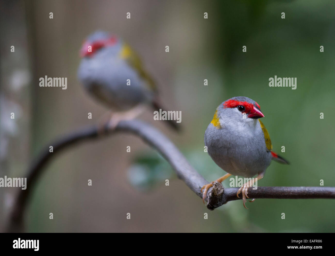 Red-browed Finch (Neochmia temporalis), Julatten, Queensland, Australie Banque D'Images