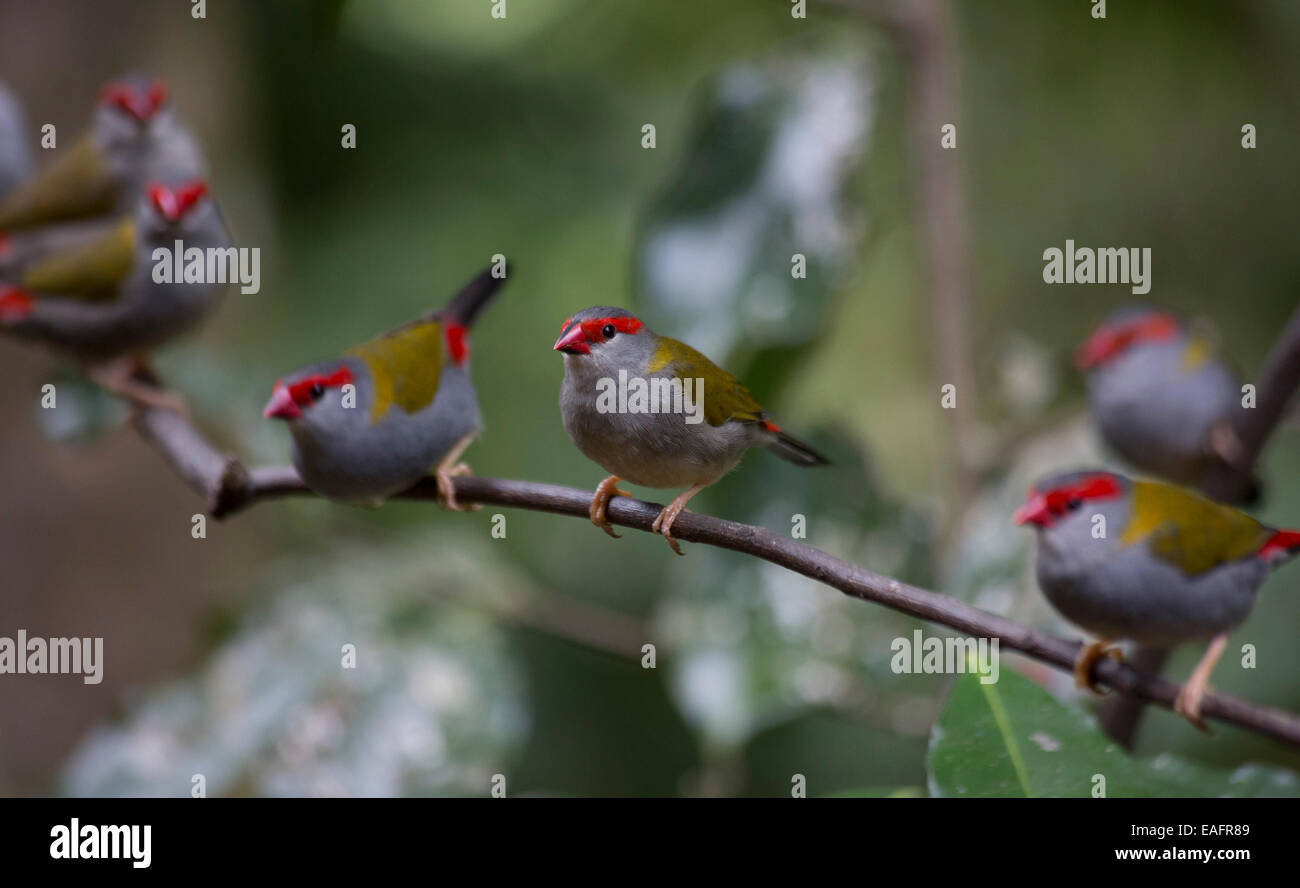 Red-browed Finch (Neochmia temporalis), Julatten, Queensland, Australie Banque D'Images