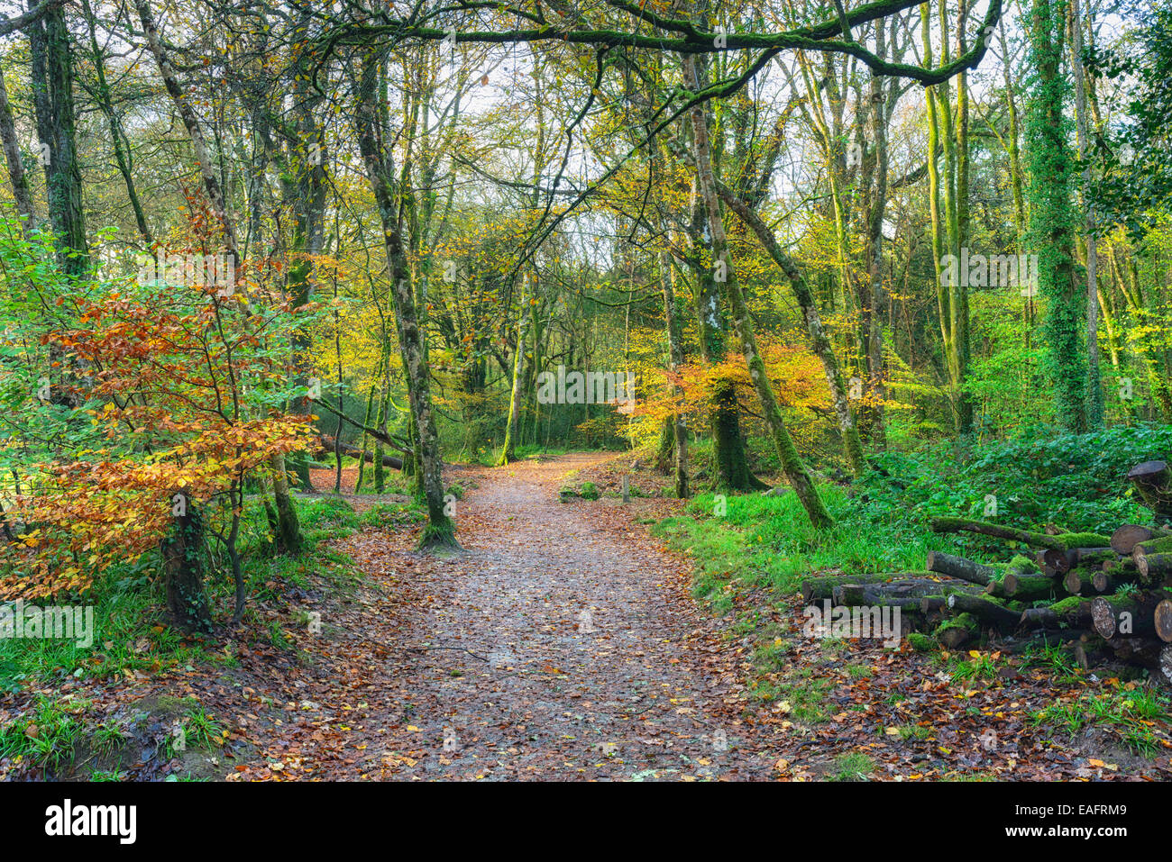 Un chemin menant jusqu'à l'automne bois près de Respryn à Cornwall Banque D'Images
