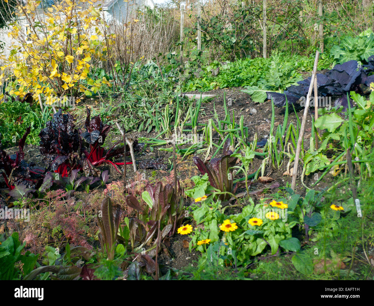 Verger de rubis, chou rouge, oignons, carottes, légumes verts divers et fleurs de calendula jaune en pleine croissance en novembre doux dans un terrain en pente sud faisant face à la veg potager biologique jardin dans l'ouest du soleil du pays de Galles à Carmarthenshire pays de Galles Royaume-Uni KATHY DEWITT Banque D'Images