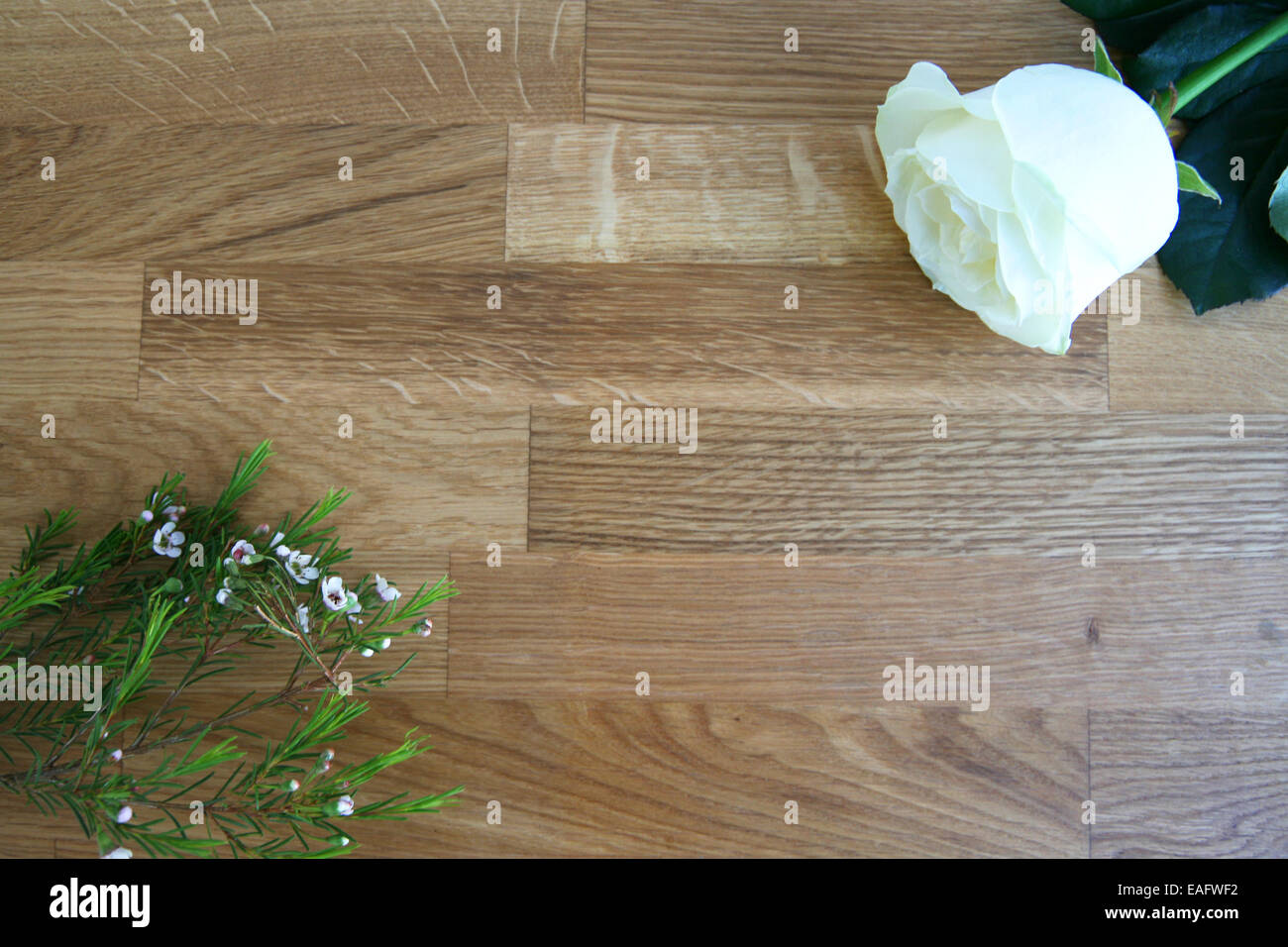 Rosen und weiss Weisse Rose Holz Schleierkraut Maserung Arbeitsplatte eingerahmt Holzbrett Brett Platte Struktur Hintergrund Banque D'Images