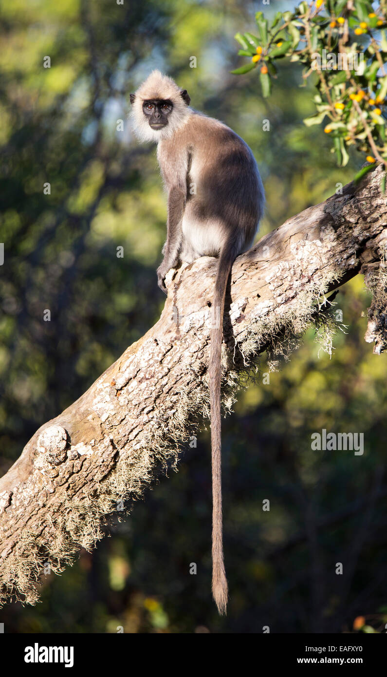 Sri Lanka Gray Langur (Semnopithecus animaux singe), Parc national de Yala, au Sri Lanka Banque D'Images