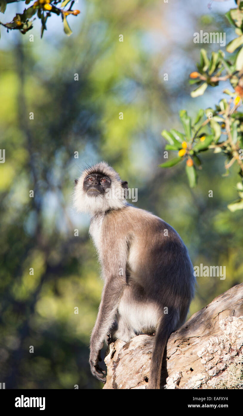 Sri Lanka Gray Langur (Semnopithecus animaux singe), Parc national de Yala, au Sri Lanka Banque D'Images