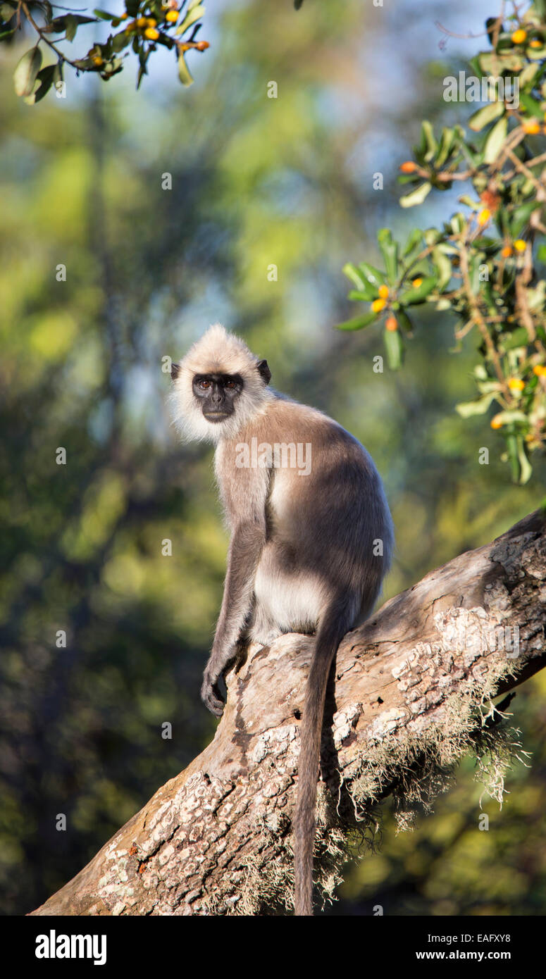 Sri Lanka Gray Langur (Semnopithecus animaux singe), Parc national de Yala, au Sri Lanka Banque D'Images