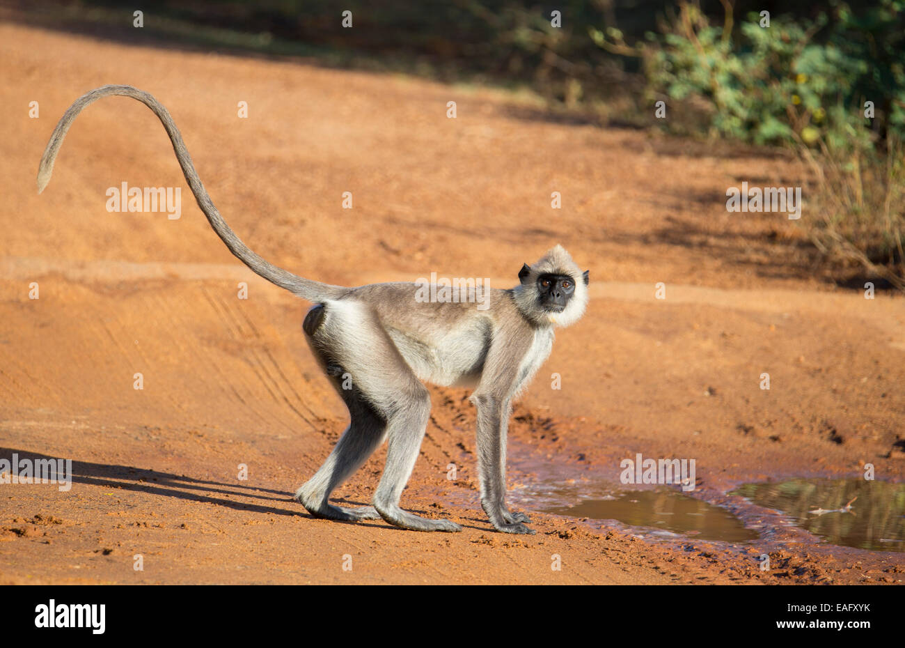 Sri Lanka Gray Langur (Semnopithecus animaux singe), Parc national de Yala, au Sri Lanka Banque D'Images