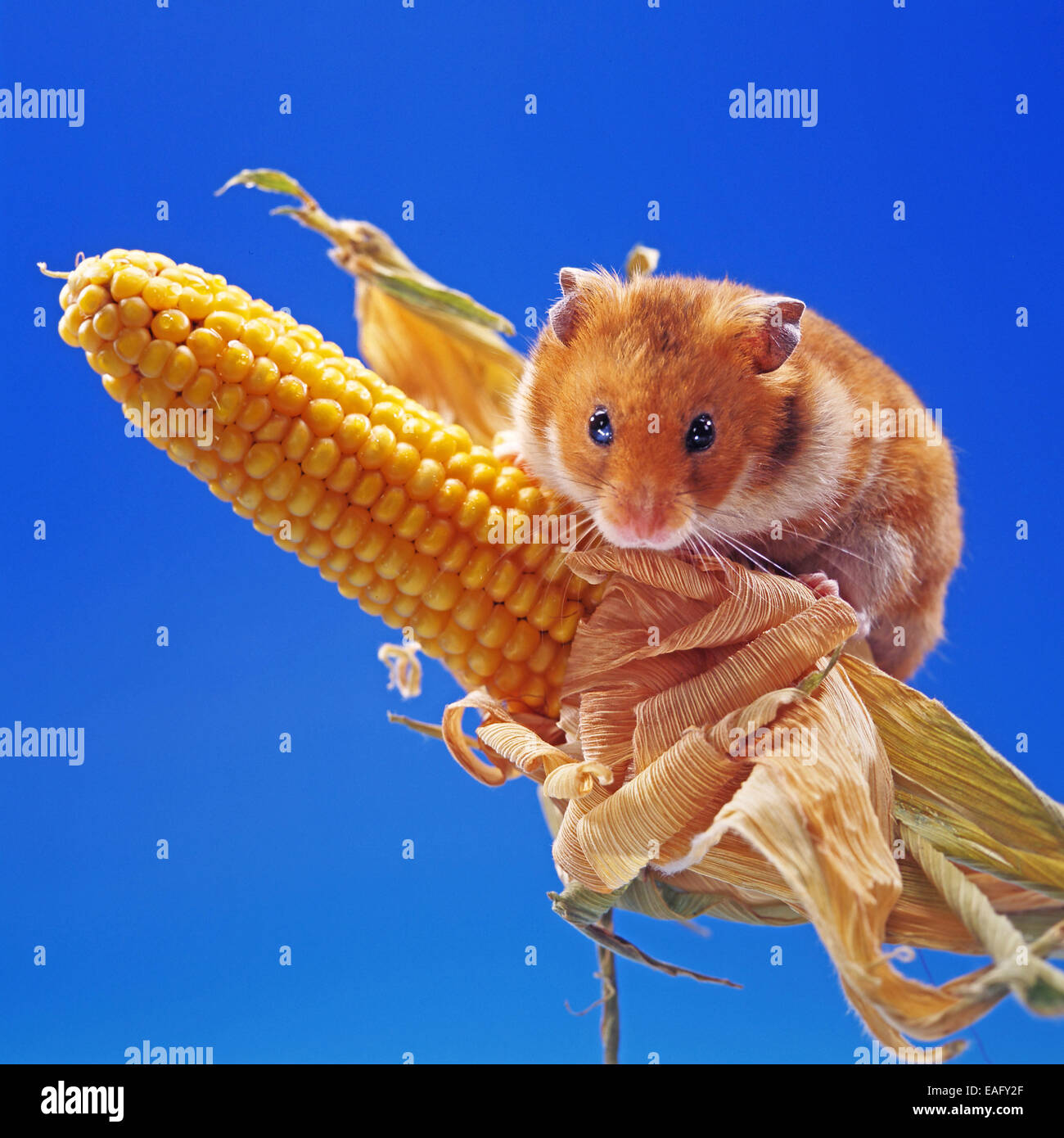 Hamster doré grimper sur un épi de maïs Banque D'Images