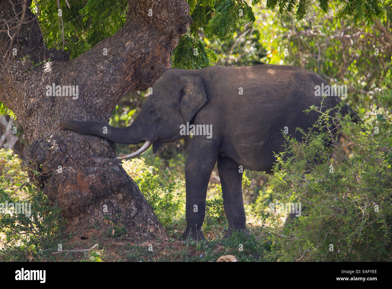 L'éléphant du Sri Lanka (Elephas maximus maximus) une sous-espèce de l'éléphant d'Asie, parc national de Yala, au Sri Lanka Banque D'Images