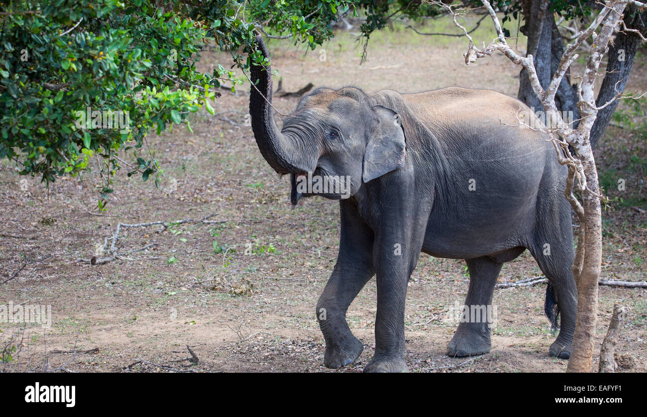 L'éléphant du Sri Lanka (Elephas maximus maximus) une sous-espèce de l'éléphant d'Asie, la navigation sur le feuillage d'un arbre en National Yala Banque D'Images