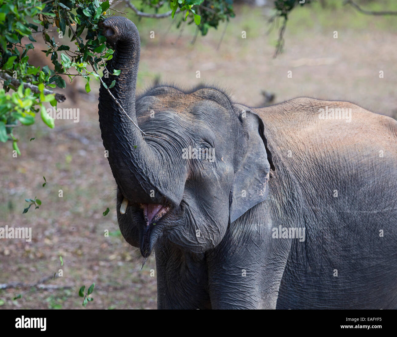 L'éléphant du Sri Lanka (Elephas maximus maximus) une sous-espèce de l'éléphant d'Asie, la navigation sur le feuillage d'un arbre en National Yala Banque D'Images