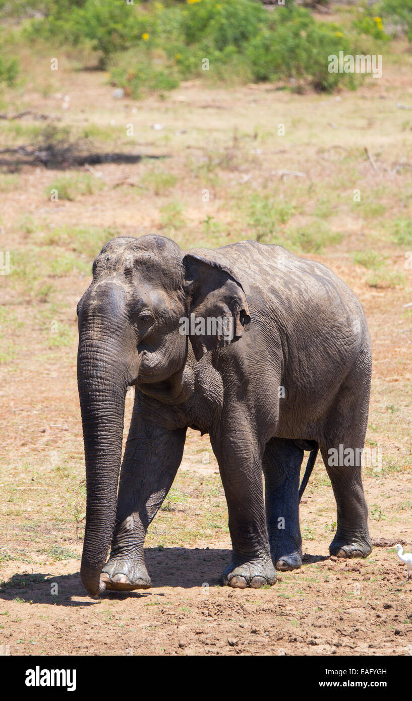 Bull elephant Sri-lankais (Elephas maximus maximus) une sous-espèce de l'éléphant d'Asie, parc national de Yala, au Sri Lanka Banque D'Images