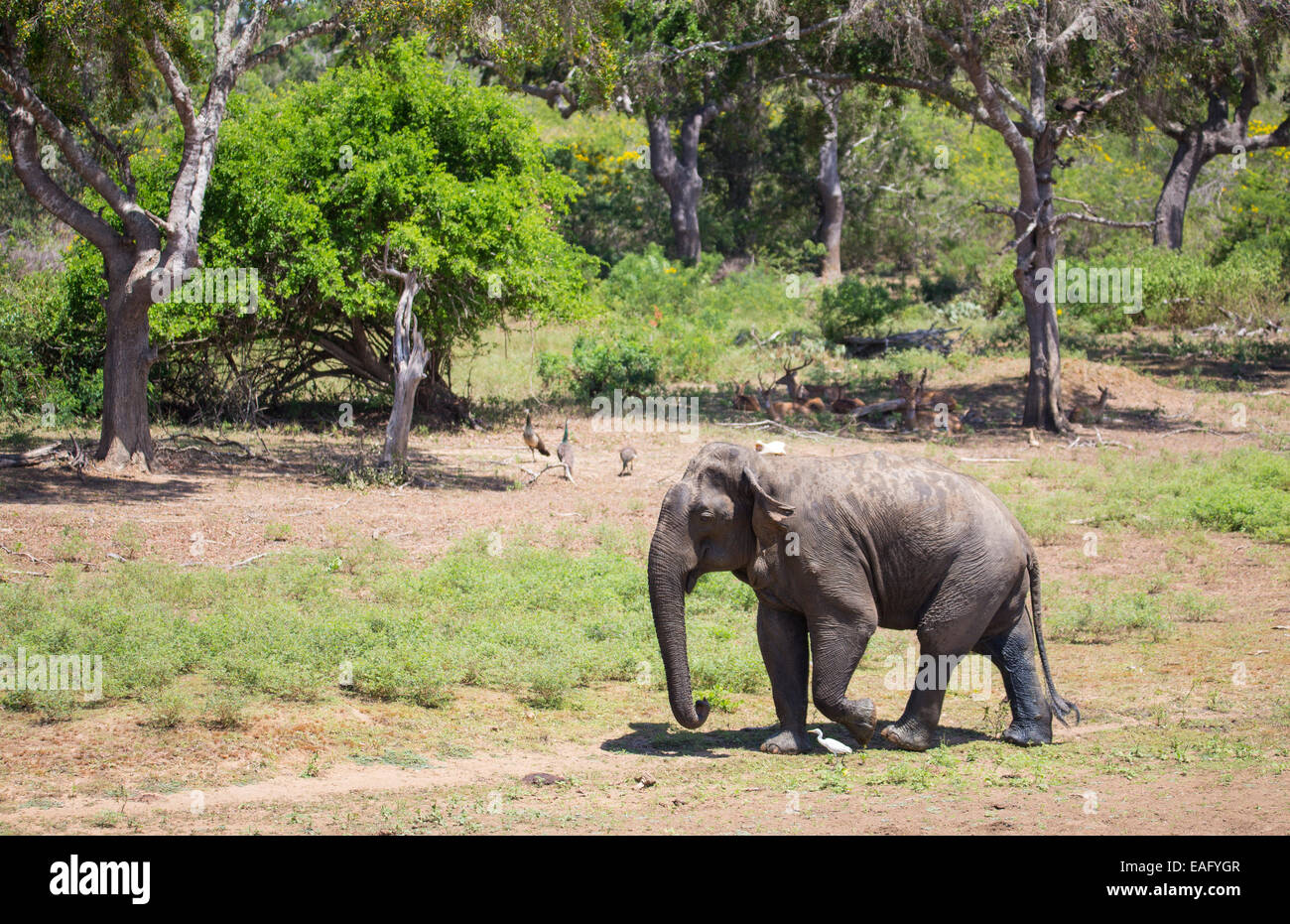 Bull elephant Sri-lankais (Elephas maximus maximus) une sous-espèce de l'éléphant d'Asie, parc national de Yala, au Sri Lanka Banque D'Images