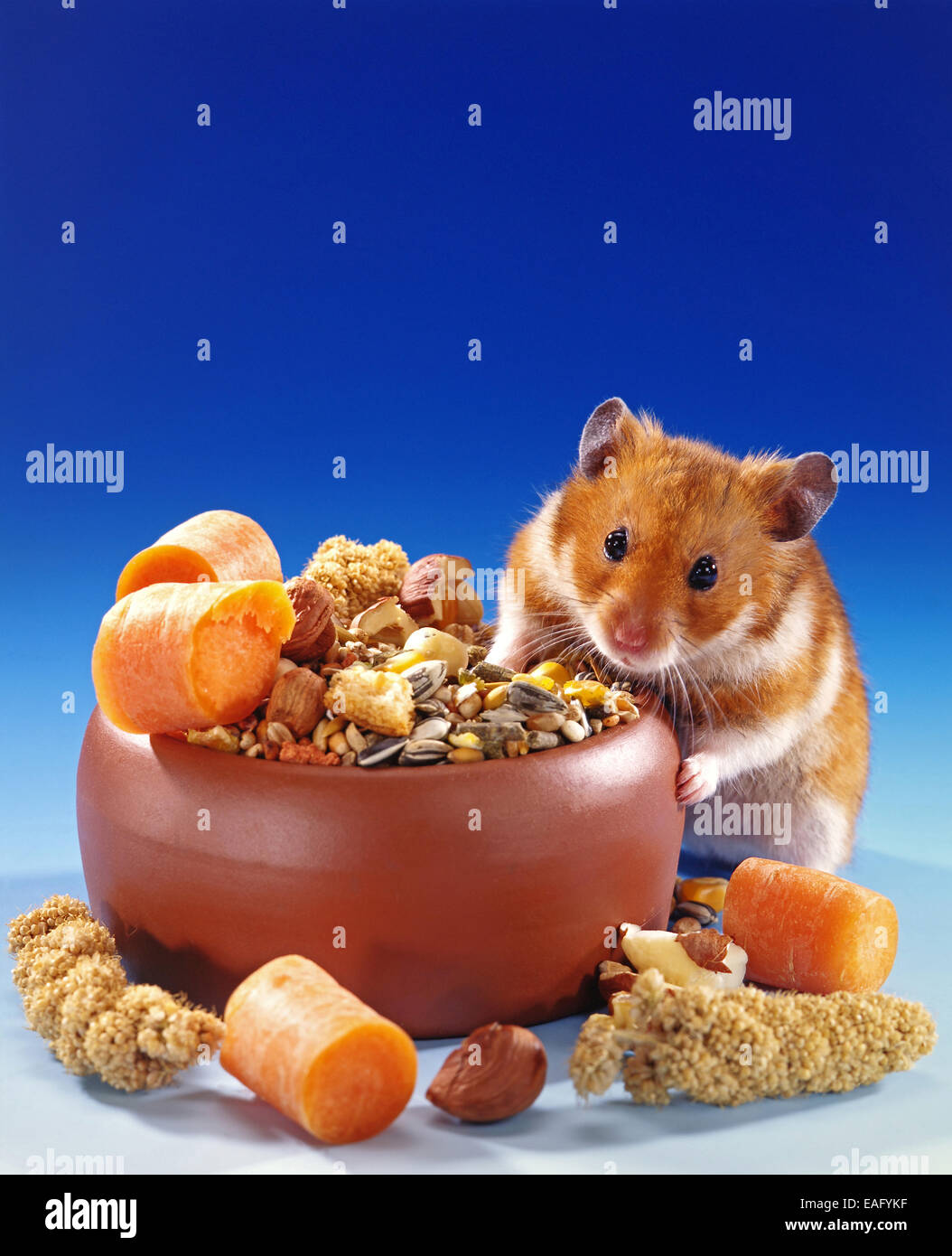 Manger du hamster doré hamster différents ood Banque D'Images