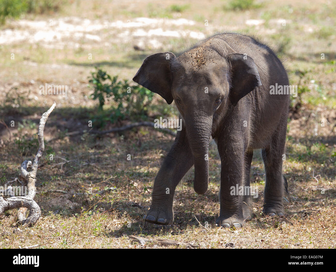 L'éléphant du Sri Lanka pour mineurs (Elephas maximus maximus) une sous-espèce de l'éléphant d'Asie, parc national de Yala, au Sri Lanka Banque D'Images