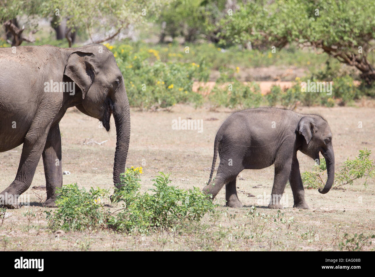 La mère et l'enfant éléphant sri-lankais (Elephas maximus maximus) une sous-espèce de l'éléphant d'Asie, parc national de Yala, au Sri Lanka Banque D'Images