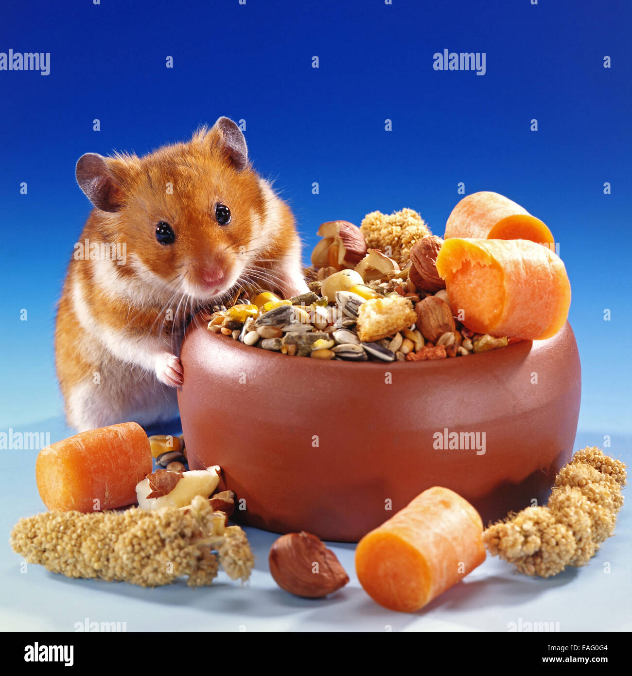 Hamster doré manger nourriture Banque D'Images