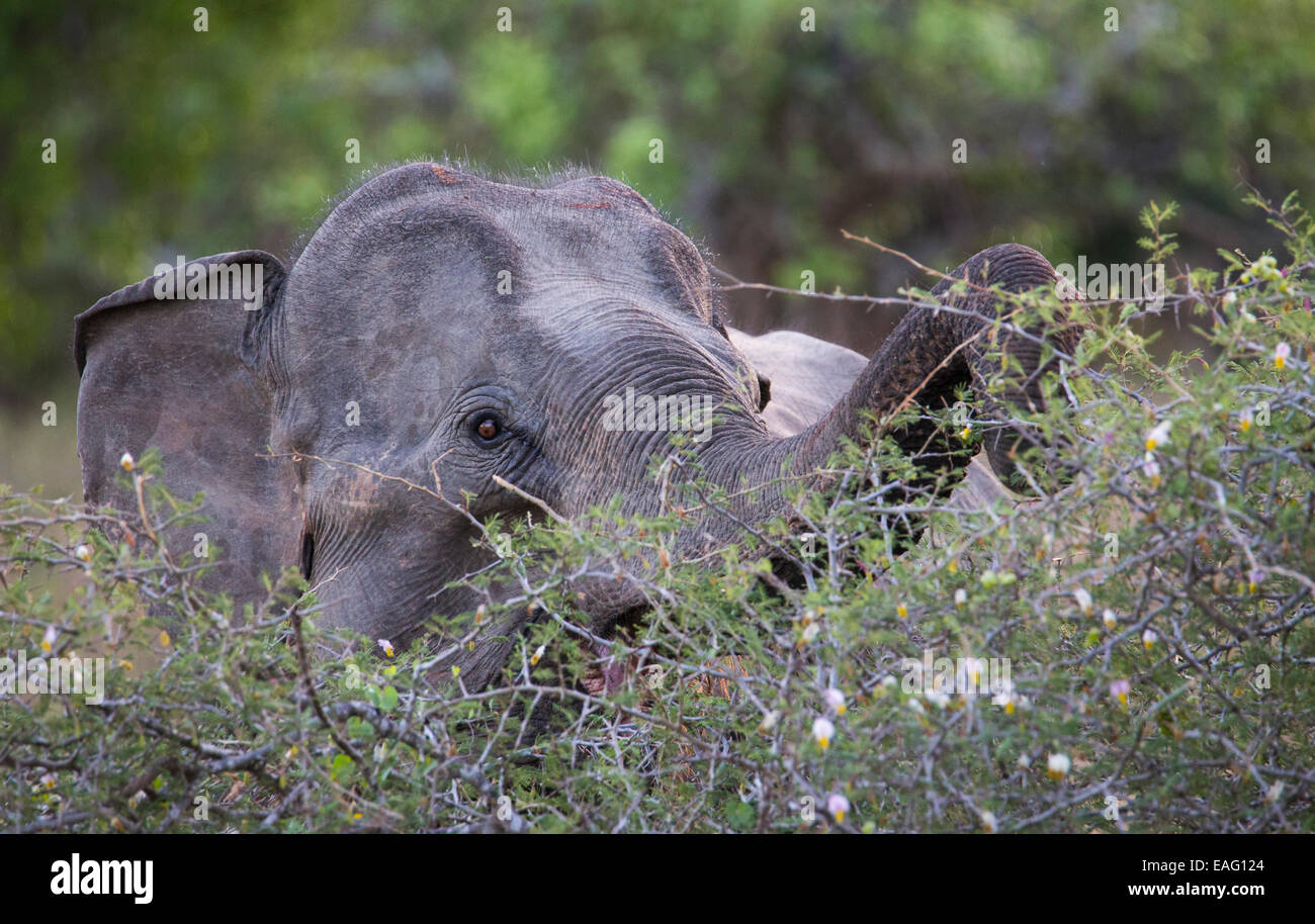L'éléphant du Sri Lanka (Elephas maximus maximus) une sous-espèce de l'éléphant d'Asie en utilisant son tronc pour se nourrir sur le feuillage d'un buisson, Banque D'Images