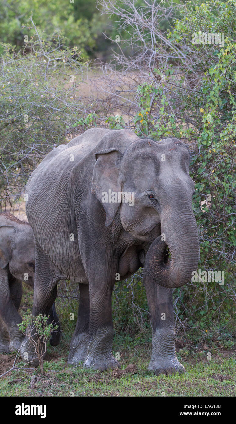 Des profils et des veaux éléphant sri-lankais (Elephas maximus maximus) une sous-espèce de l'éléphant d'Asie, parc national de Yala, au Sri Lanka Banque D'Images