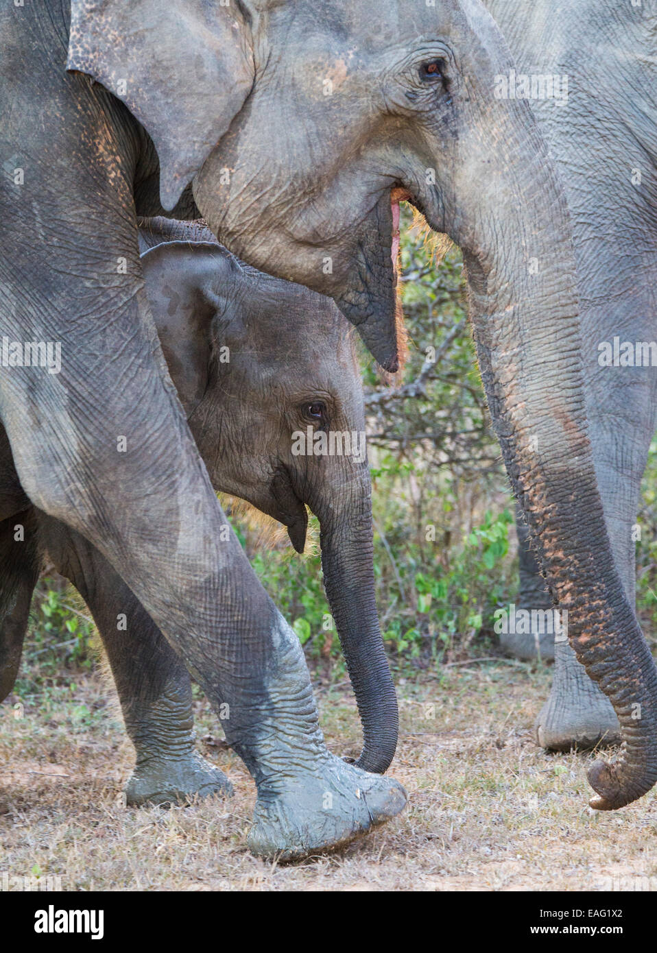 Des profils et des veaux éléphant sri-lankais (Elephas maximus maximus) une sous-espèce de l'éléphant d'Asie, parc national de Yala, au Sri Lanka Banque D'Images