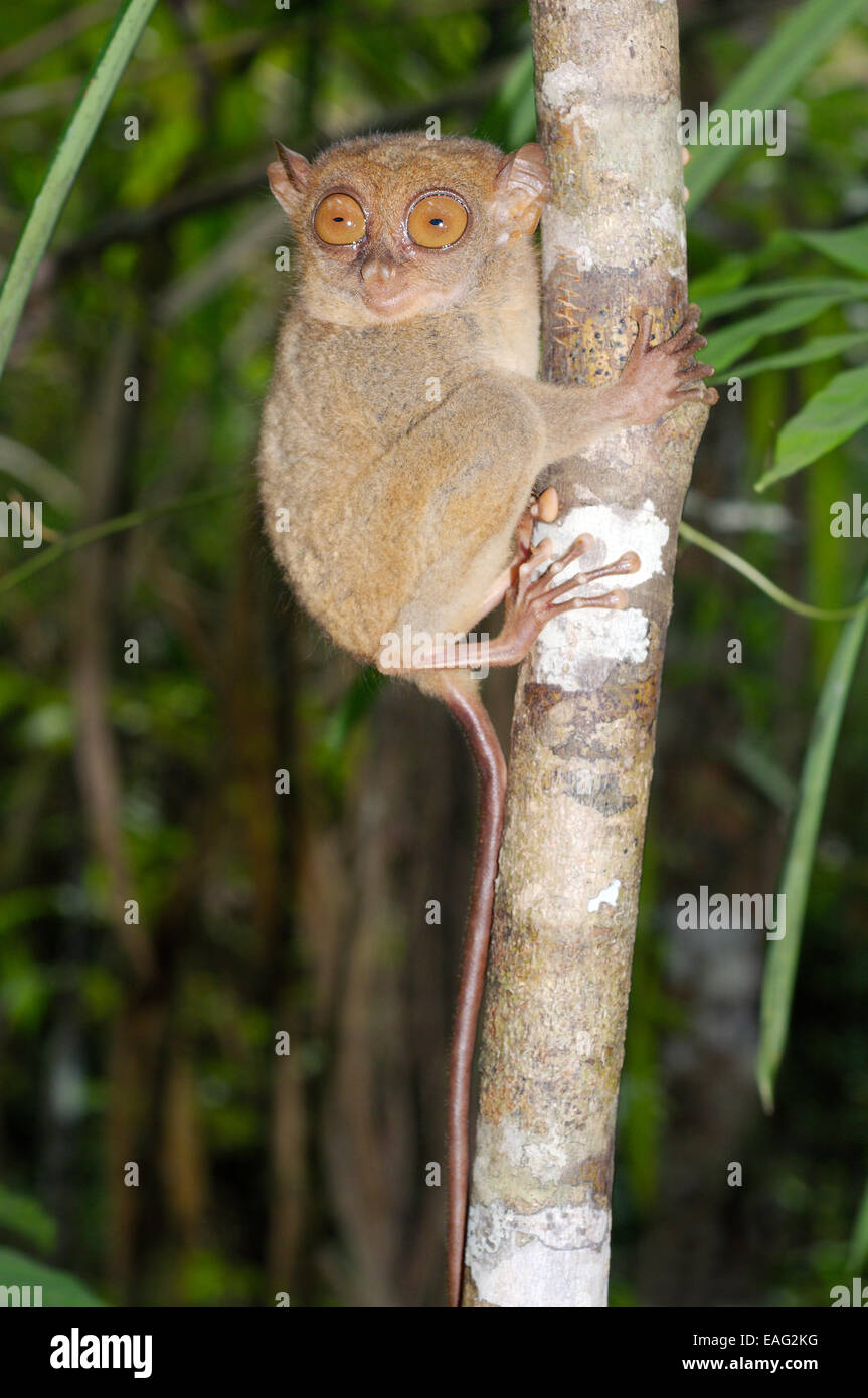 Philippine tarsier tarsius syrichta Banque de photographies et d’images à haute résolution Alamy