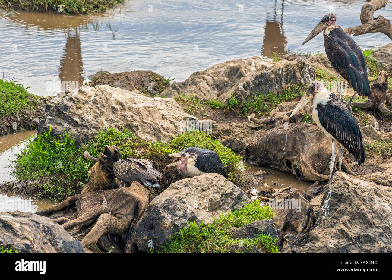 Les cigognes (crumeniferus Marabou Flamant rose (Phoenicopterus ruber) et d'un vautour africain (Gyps africanus) sur les morts des gnous à la rivière Mara Banque D'Images Les cigognes (crumeniferus Marabou Flamant rose (Phoenicopterus ruber) et d'un vautour africain (Gyps africanus) sur les morts des gnous à la rivière Mara Banque D'Images