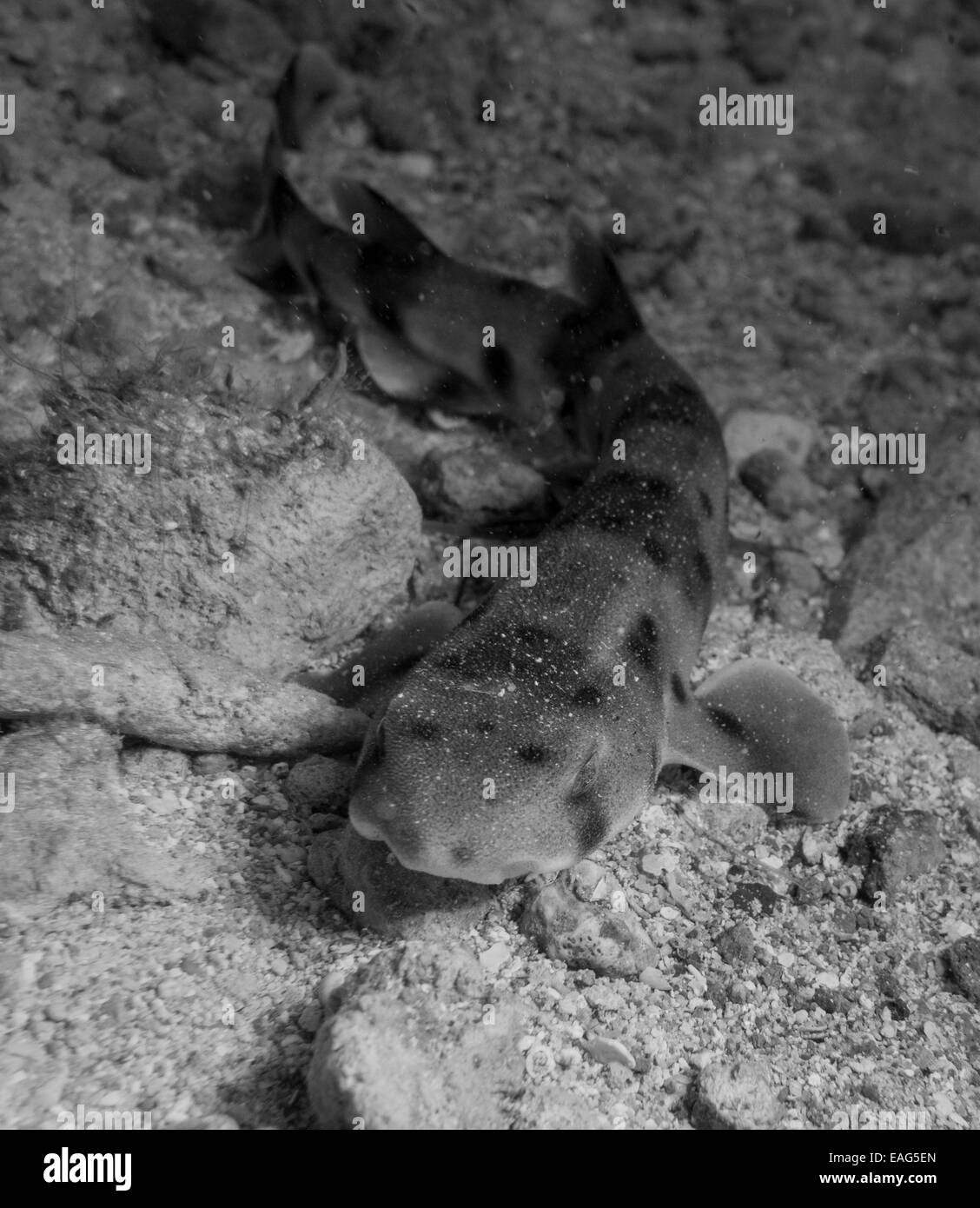 Ablette, requin Scyliorhinus stellaris, en noir et blanc, de la mer Méditerranée. Cette photo a été prise à Malte. Banque D'Images