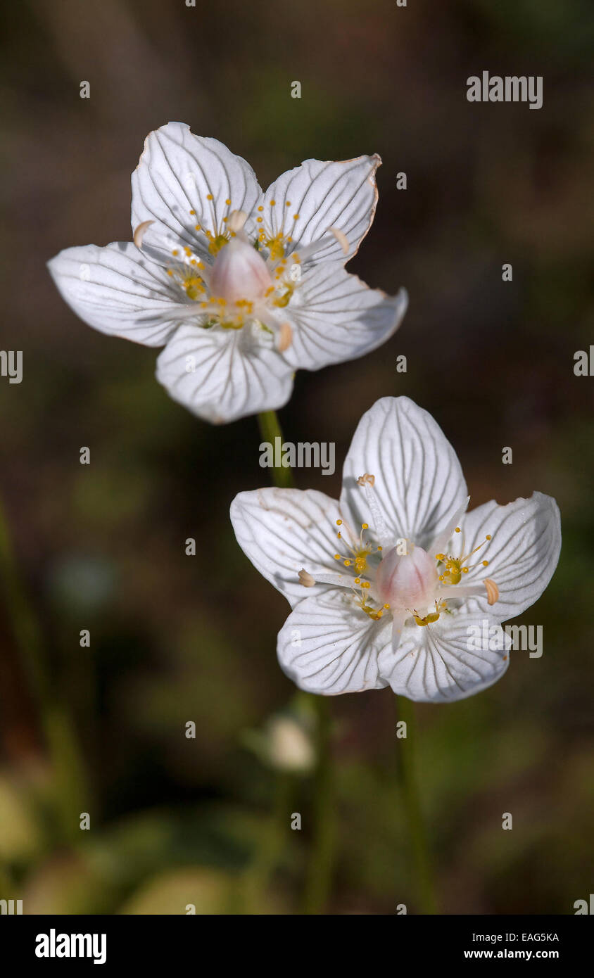 Marsh Grass-de-Parnasse / Le nord de l'Herbe de Parnassus / Bog-star (Parnassia palustris) en fleurs Banque D'Images