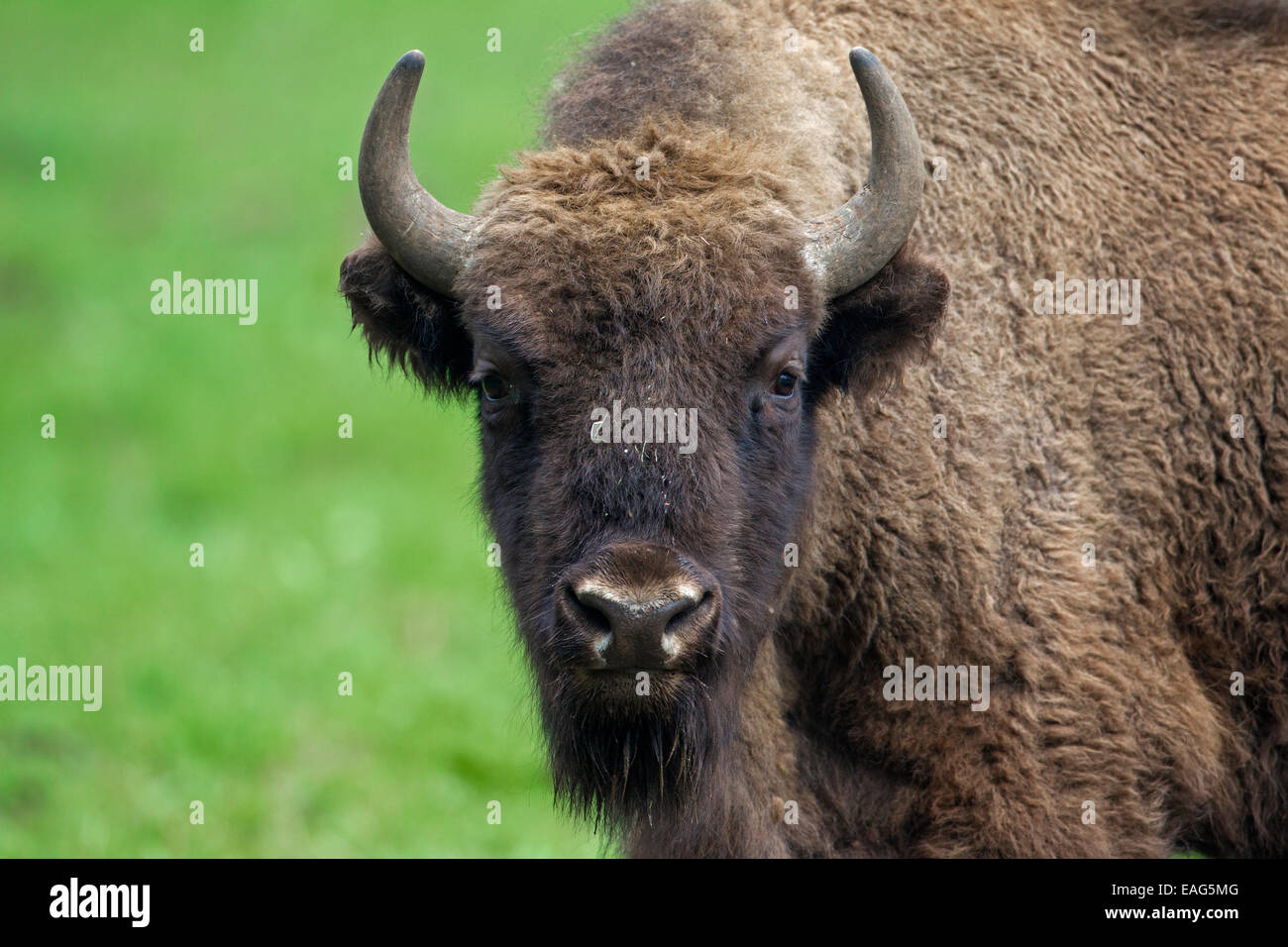 Bison d'Europe / Bison (Bison bonasus) portrait Banque D'Images