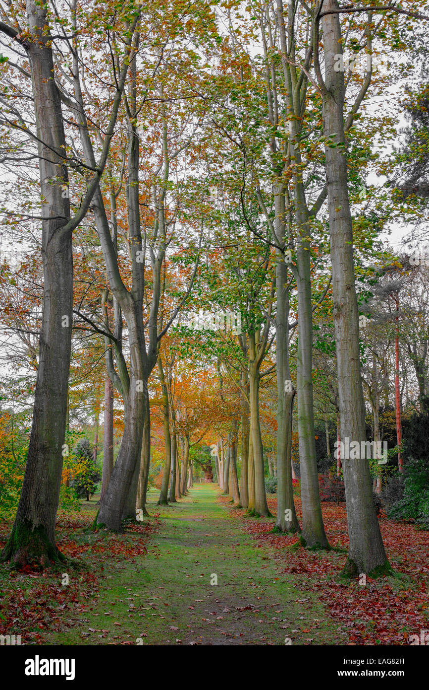 Une avenue d'une rangée d'arbres perdent leurs feuilles à l'automne automne coloré avec coloutful feuilles sur l'herbe sous Banque D'Images