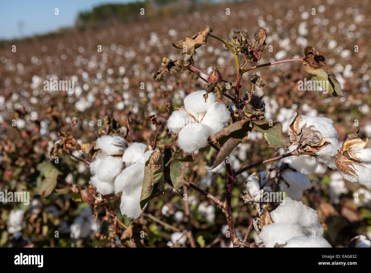 Capsules de coton prêt à récolter à une ferme près de Columbia, Caroline du Sud. Banque D'Images