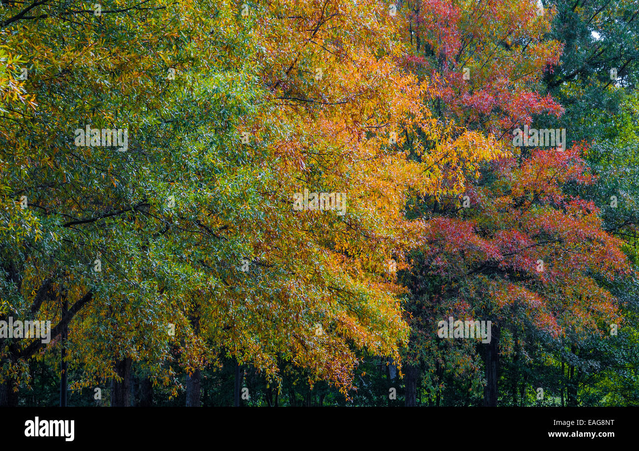 Les couleurs de l'automne à l'affiche au Musée d'Histoire Naturelle de Fernbank à Atlanta, Géorgie, USA. Banque D'Images