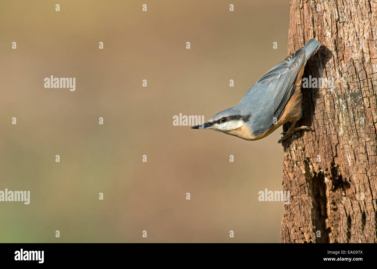 Sitta europaea sittelle-, perches sur arbre. Uk. Banque D'Images