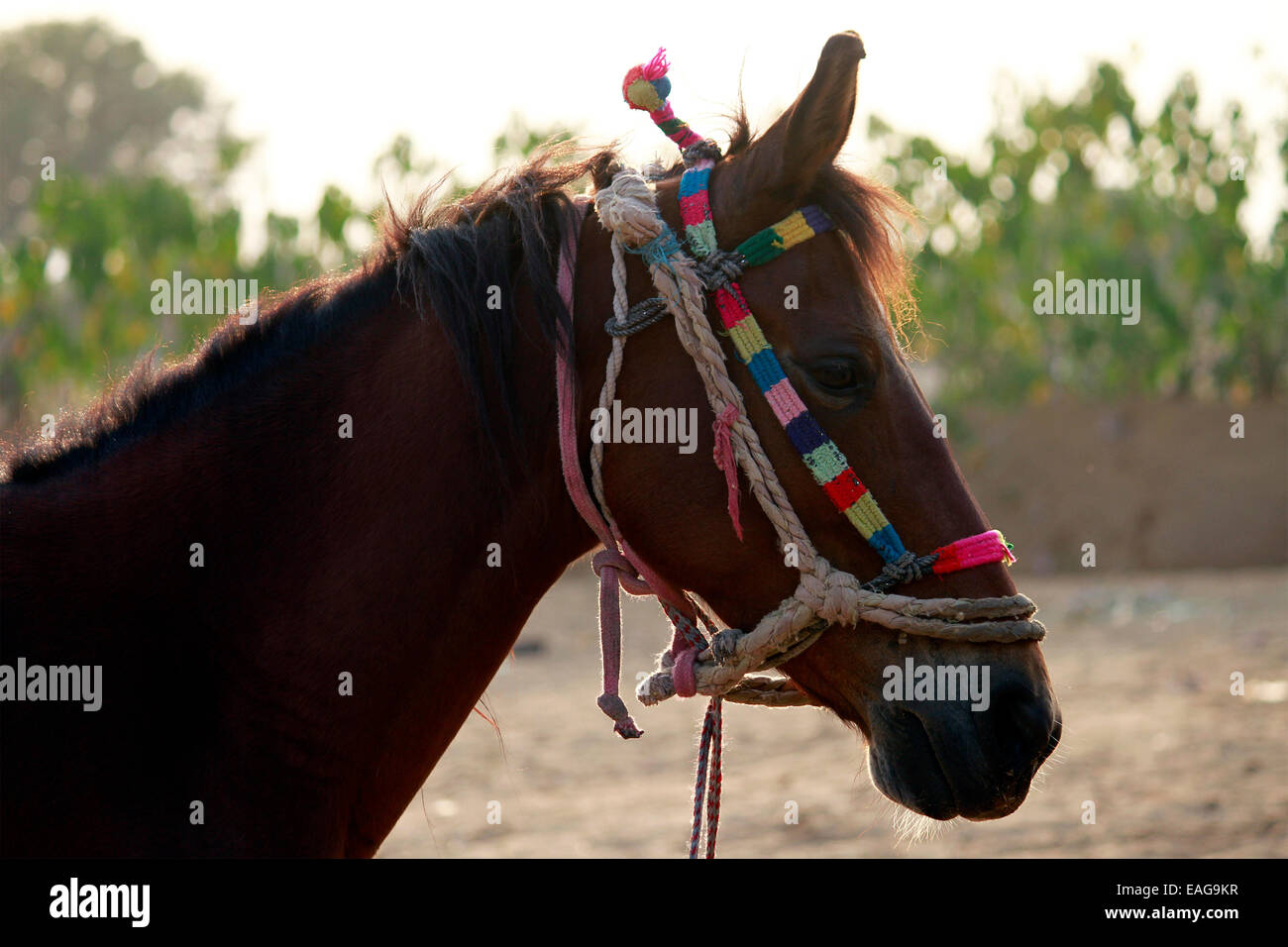 Cheval, homme, femme, des yeux, des cheveux, de la corde à Pushkar, Rajasthan, Inde. Banque D'Images