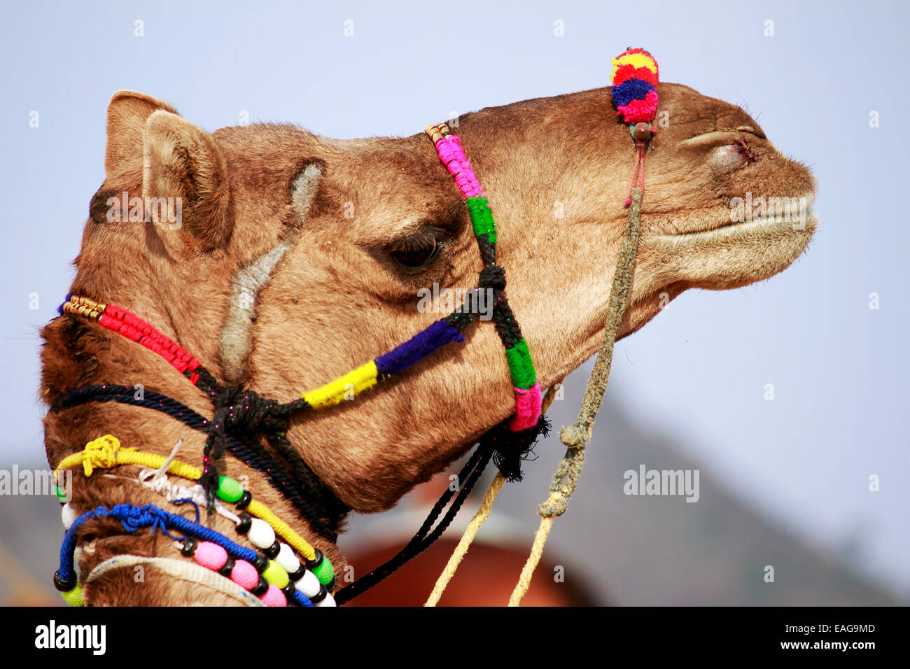 Les chameaux, homme, femme, sable, Pushkar, Rajasthan, Inde. Banque D'Images