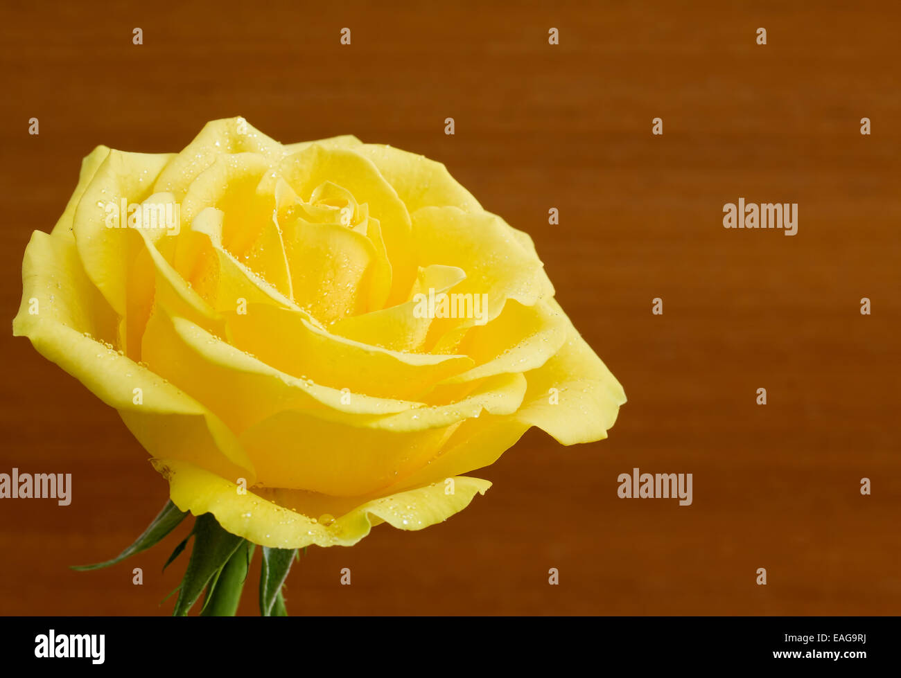 Belle rose jaune sur fond de bois Banque D'Images