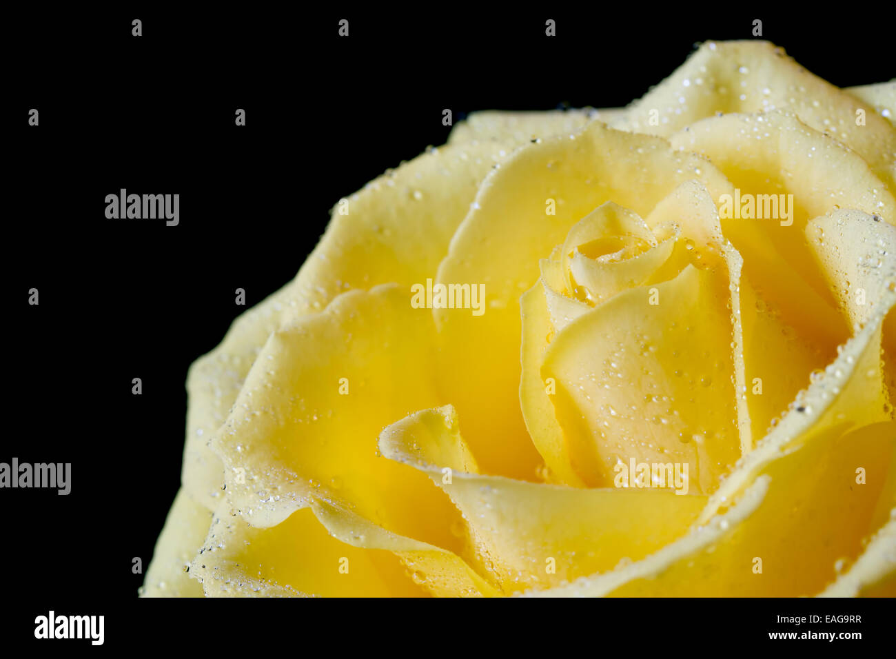 Belle rose jaune sur fond noir Banque D'Images