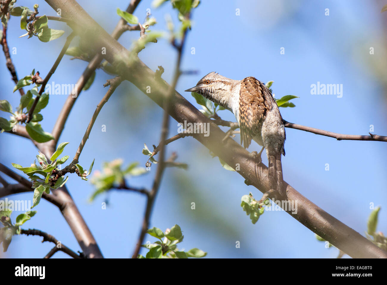 Fourmilier Jynx torquilla, Eurasien. La Russie, la région de Riazan (Ryazanskaya oblast), le District, Denisovo Pronsky. Banque D'Images