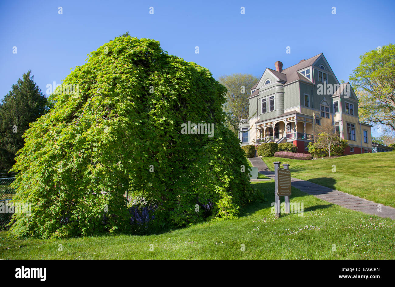 Un orme de Camperdown planté en 1875 près de l'historique Maison Walker-Ames à Port Gamble, Washington. Banque D'Images